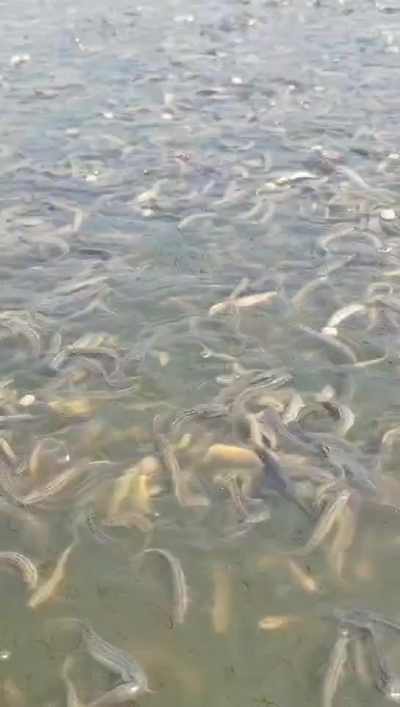 高密度循环养殖泥鳅嘎嘎香