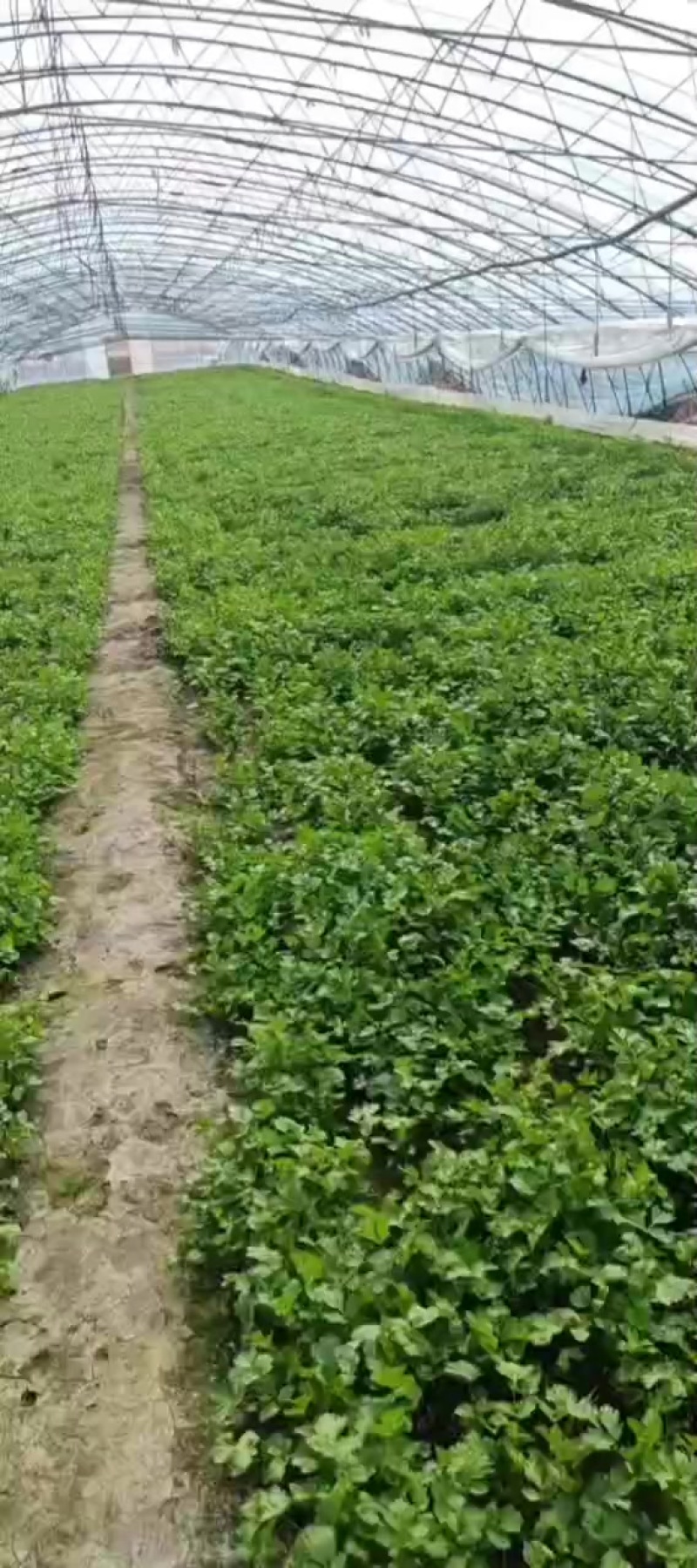 香菜