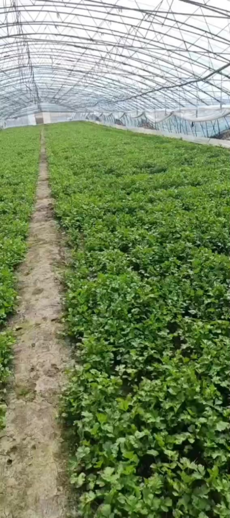 香菜