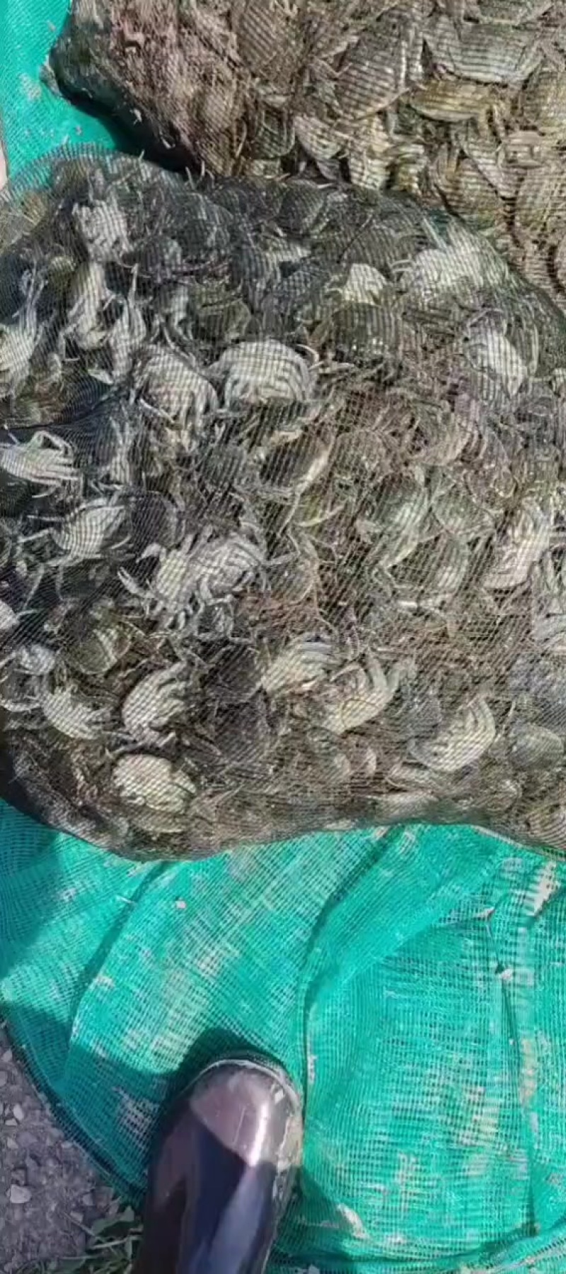 保质保量一斤也是批发价