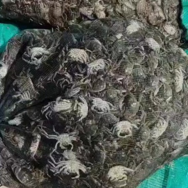 保质保量一斤也是批发价