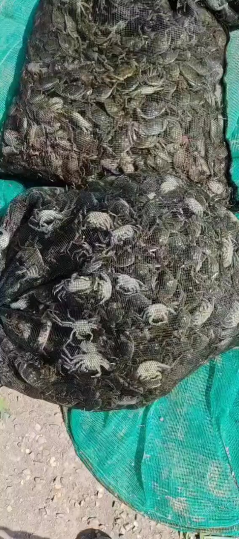 保质保量一斤也是批发价