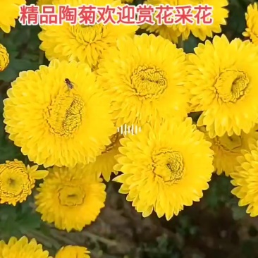 各种菊花苗头，扦插苗