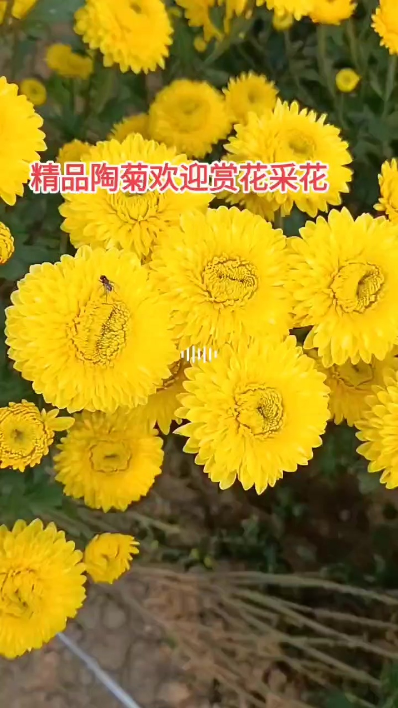 各种菊花苗头，扦插苗