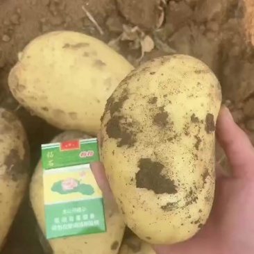 土豆