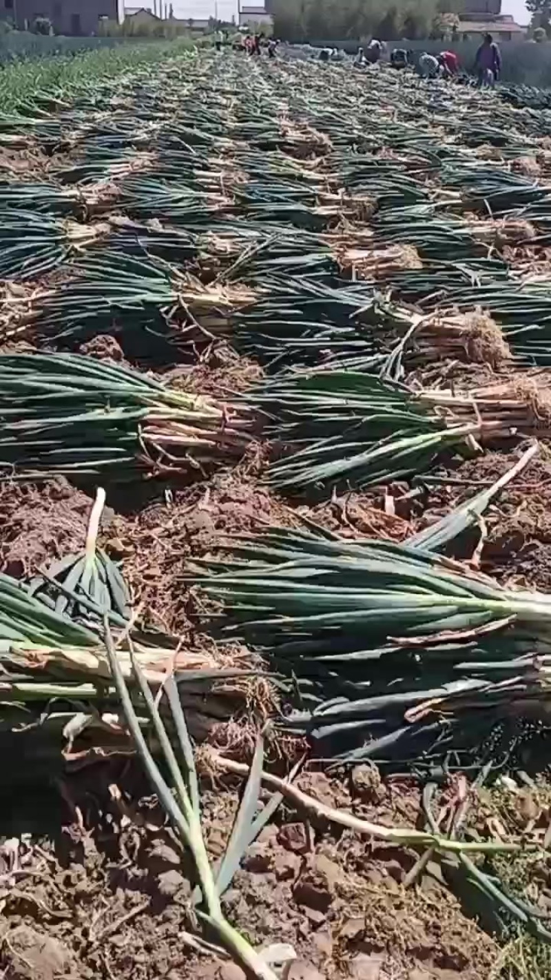 启东铁杆大葱产地直发量大从优诚信合作欢迎来电