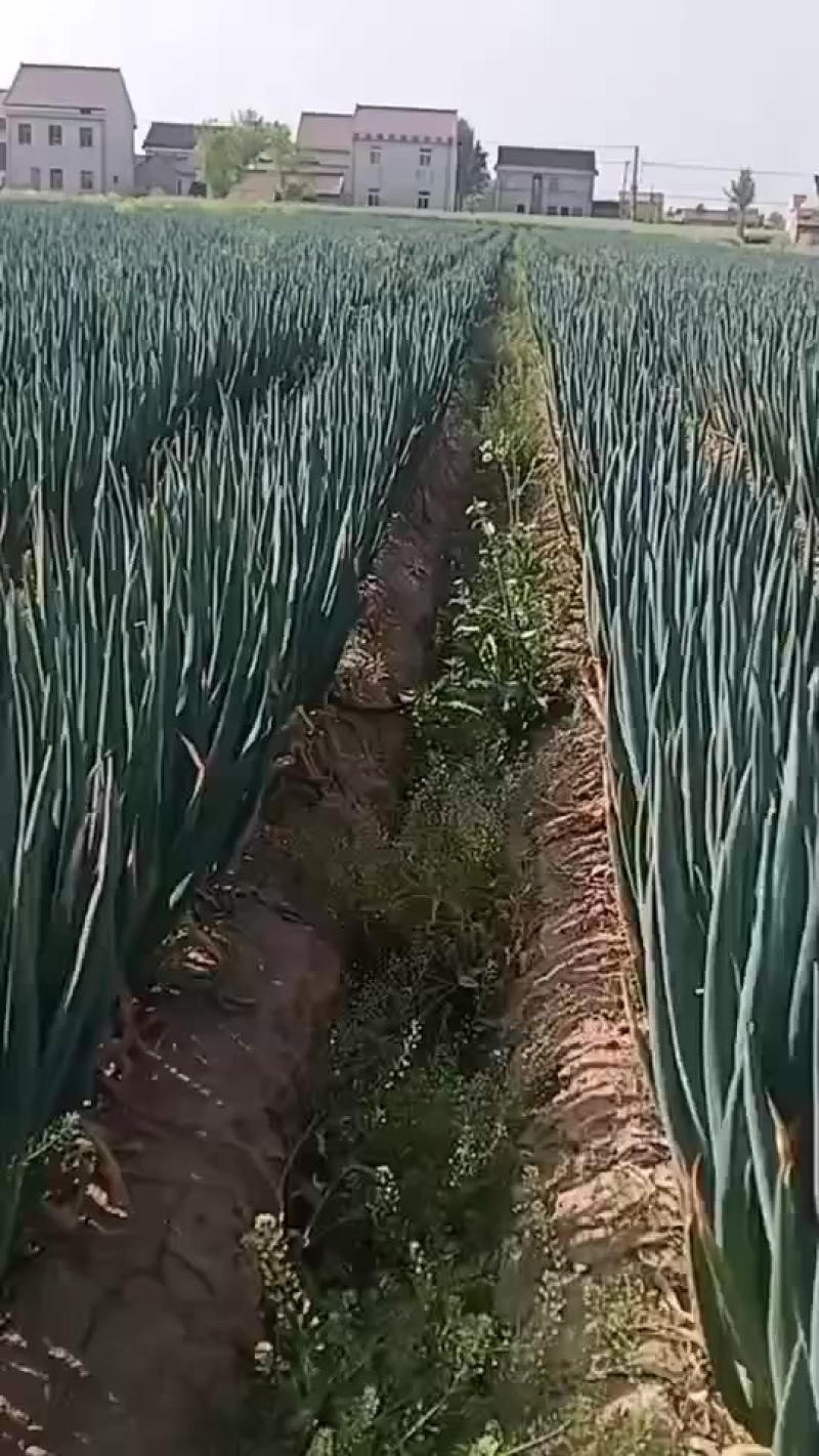启东铁杆大葱产地直发量大从优诚信合作欢迎来电