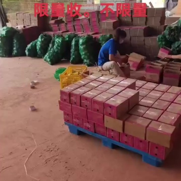 一件代发贝贝南瓜。全平台接单。价格**