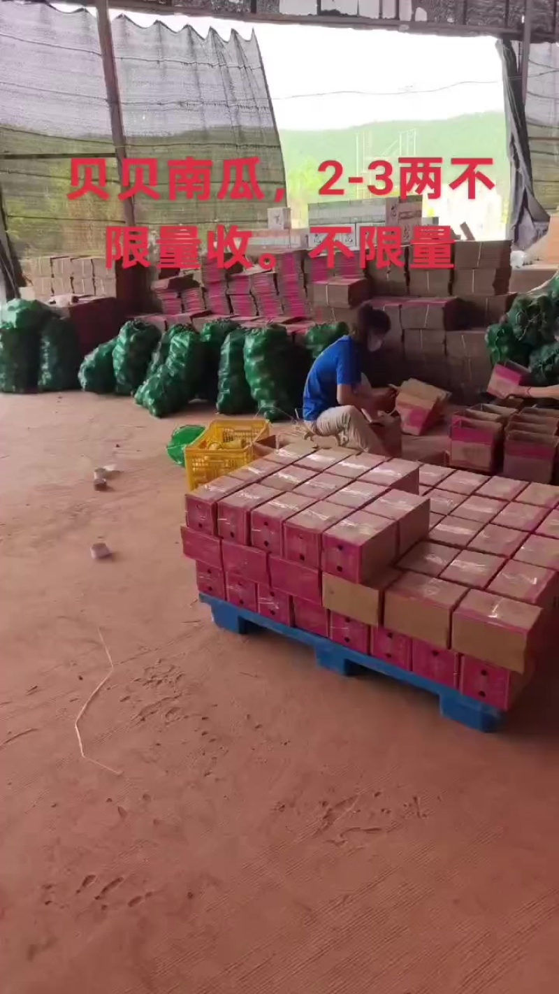 一件代发贝贝南瓜。全平台接单。价格**