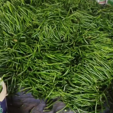 三号线椒