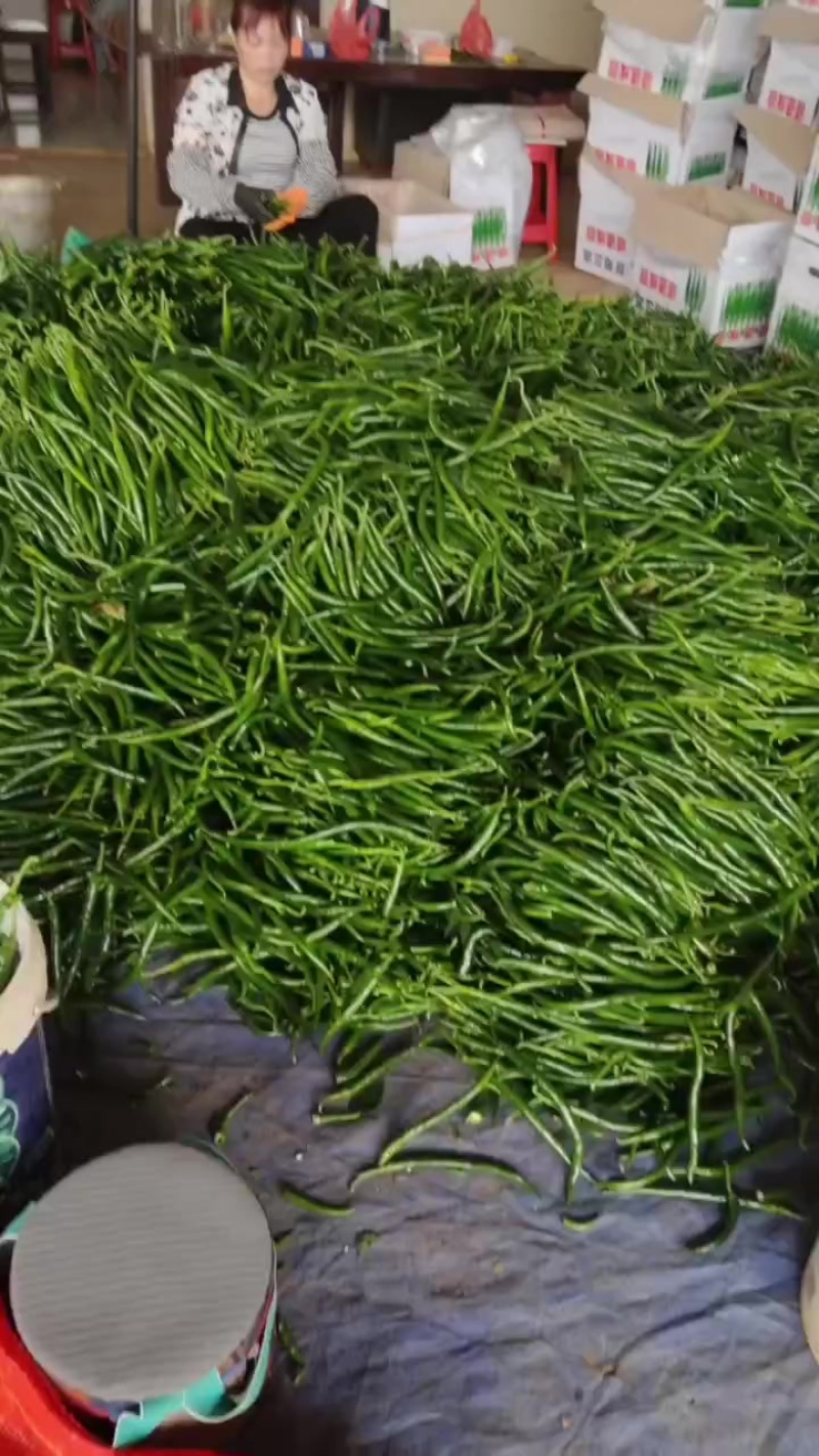 三号线椒