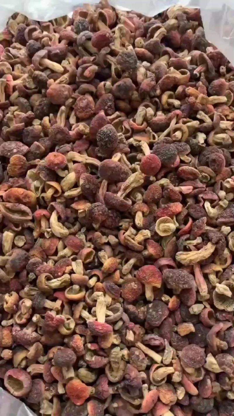 野生红菇批发正宗蓝底红菇干货批发礼盒批发