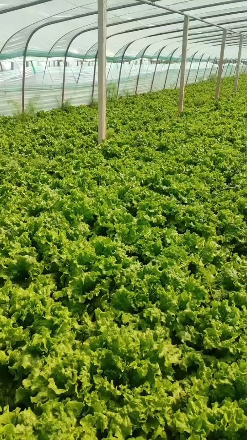 各种蔬菜啥也有