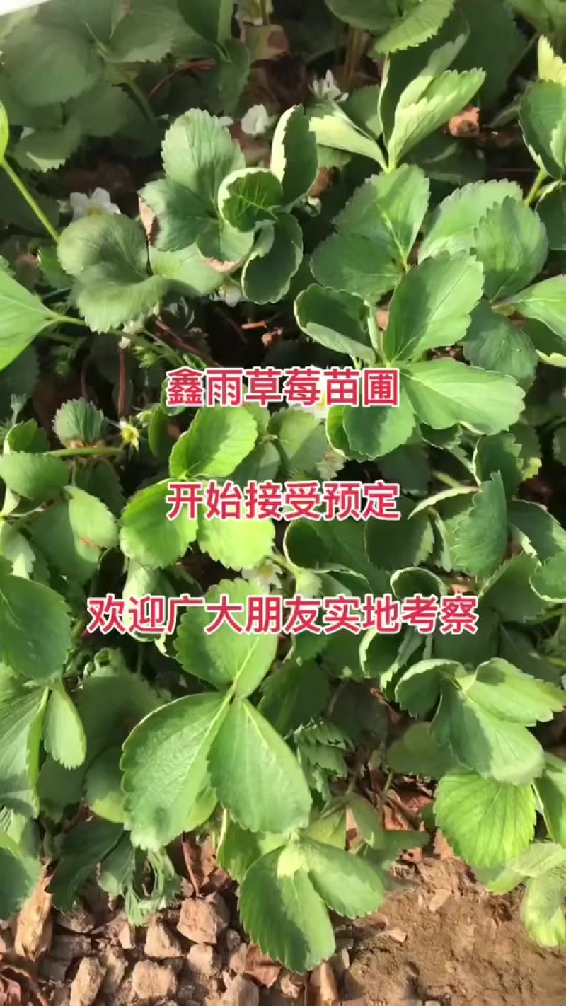 草莓苗电商苗
