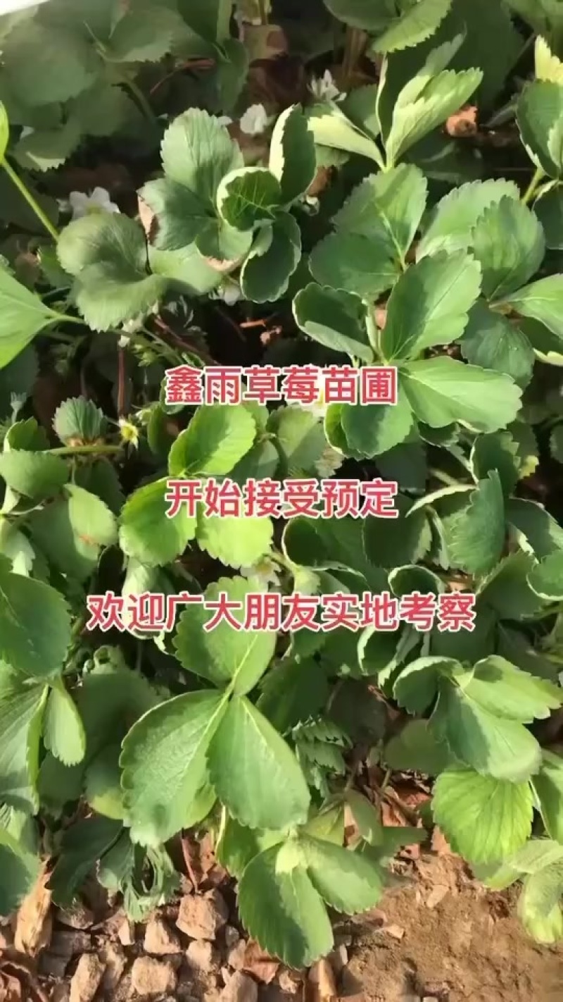 草莓苗电商苗