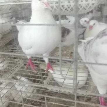 蒂丹鸽子
