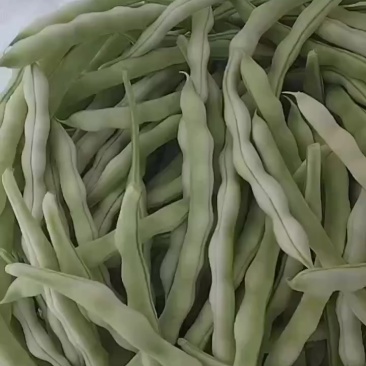 山东芸豆头茬上市