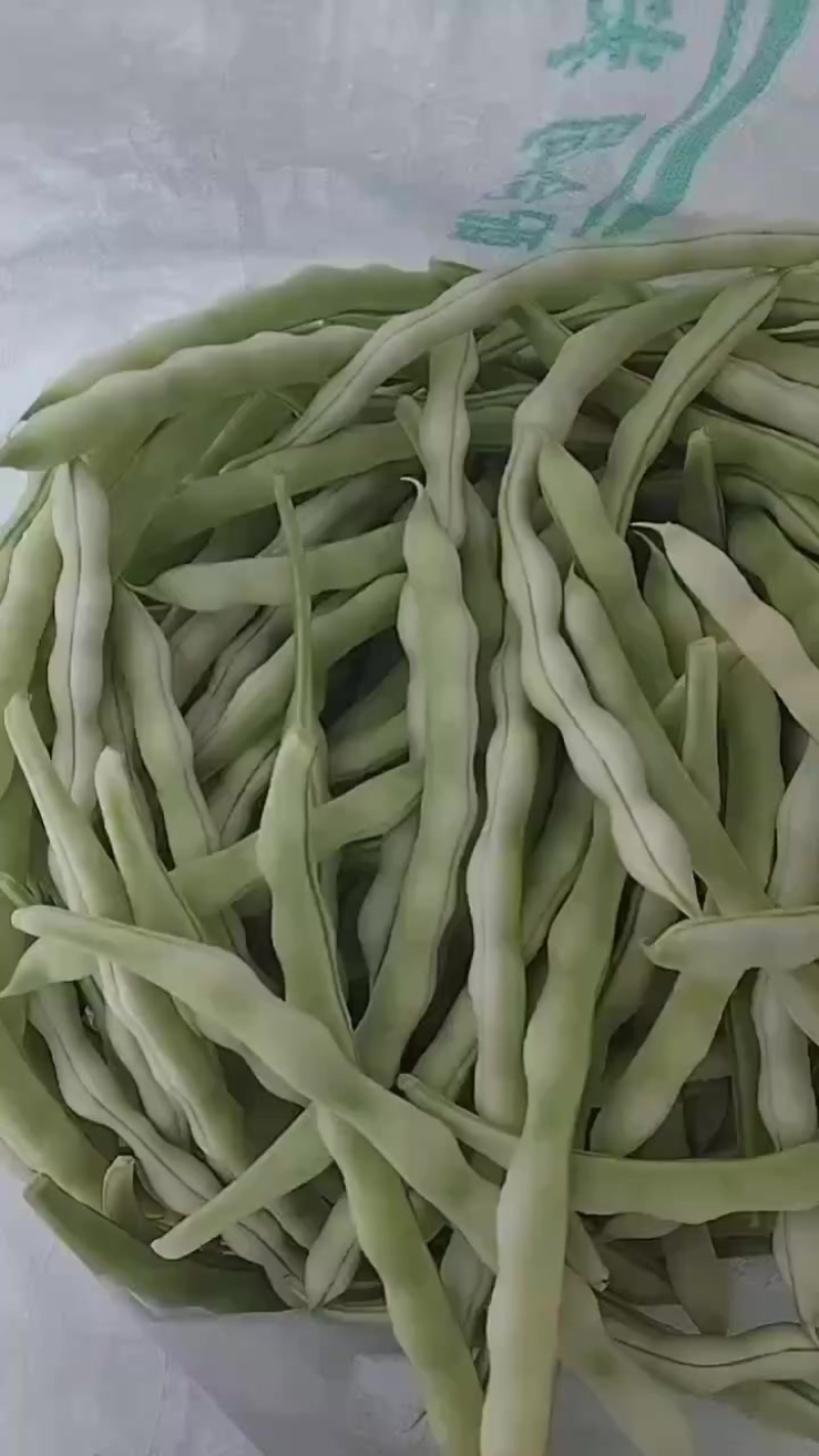 山东芸豆头茬上市