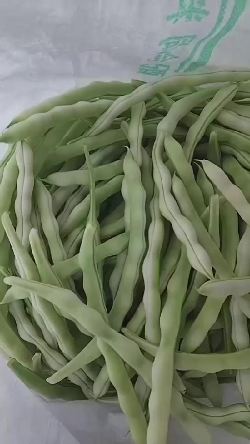 山东芸豆头茬上市