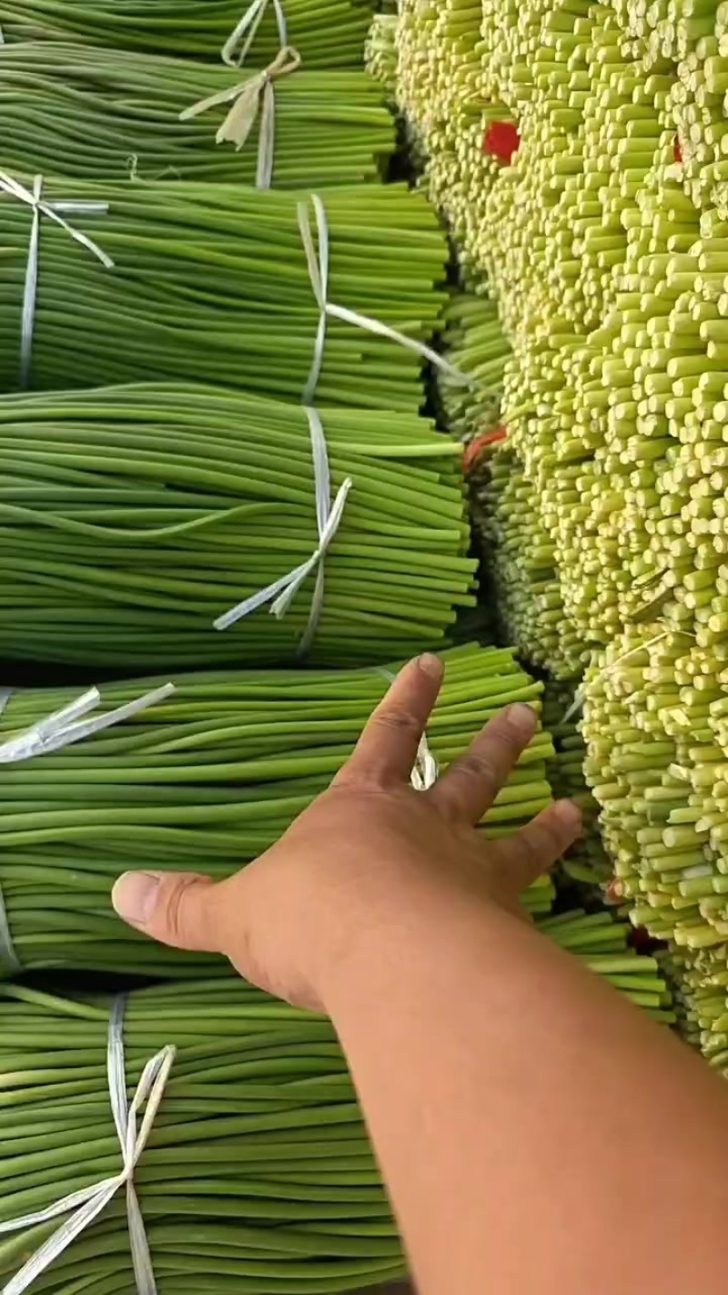 精品蒜苔，干苔，价格不贵，要的联系