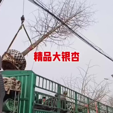 精品大银杏