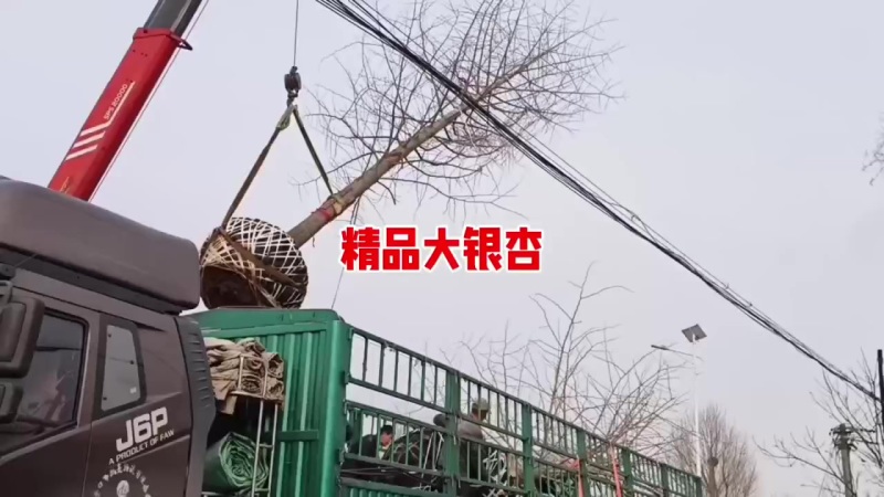精品大银杏