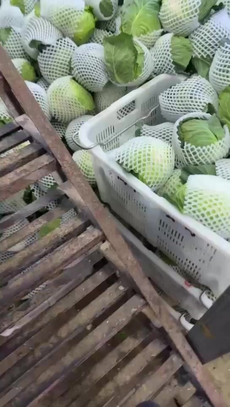 精品包菜