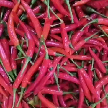 小米辣椒