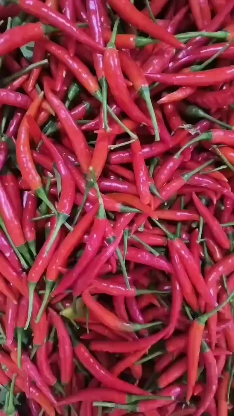 小米辣椒