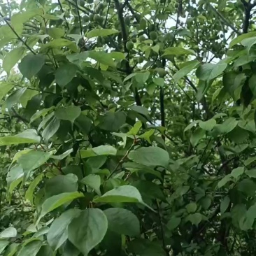 青梅