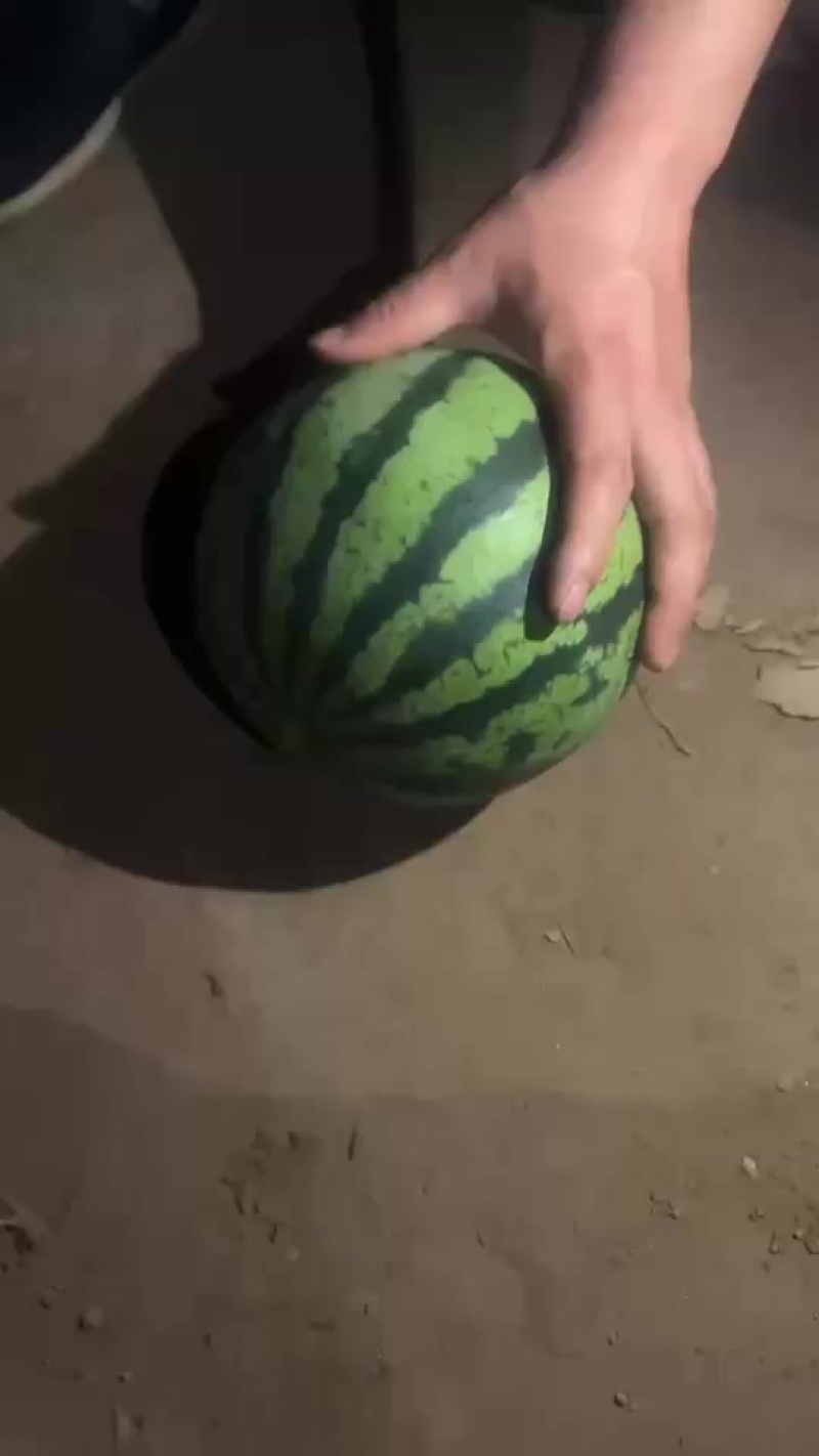 精品纯无籽货源充足量大老板联系