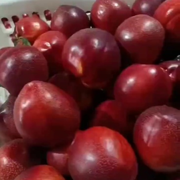 精品中油4号油桃大量上市，货源充足！