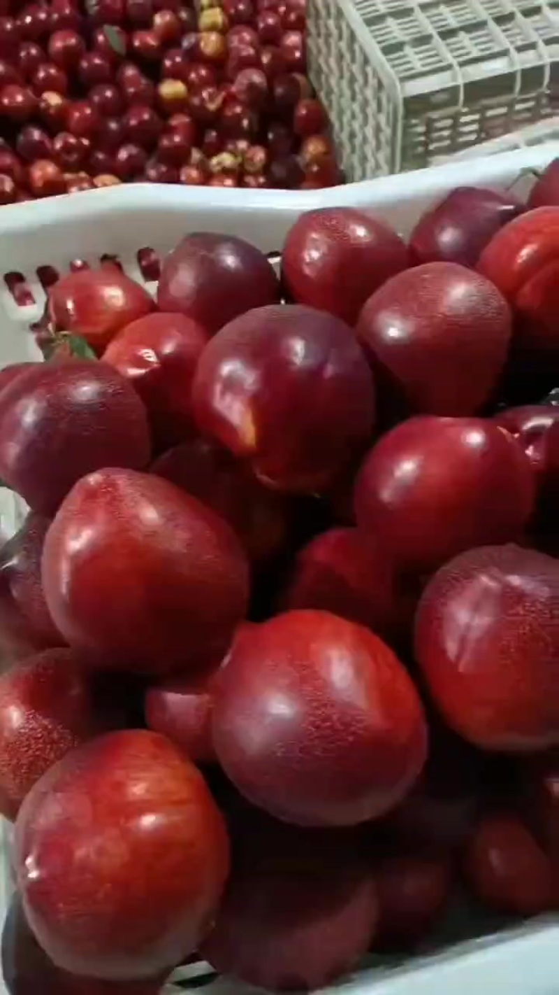 精品中油4号油桃大量上市，货源充足！