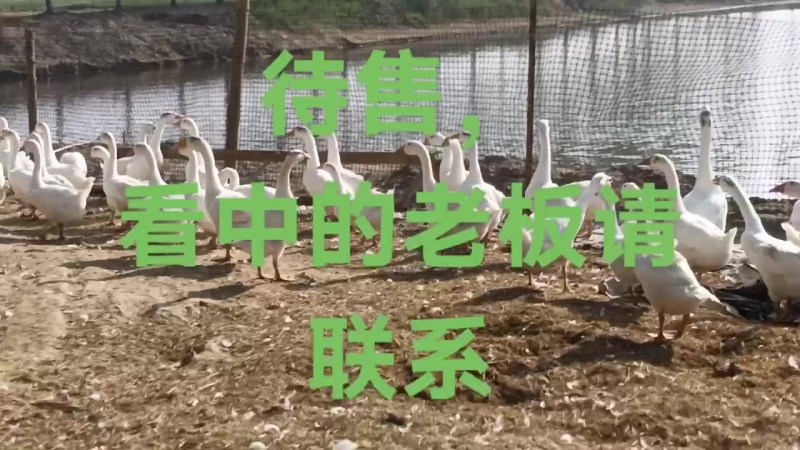 大白鹅