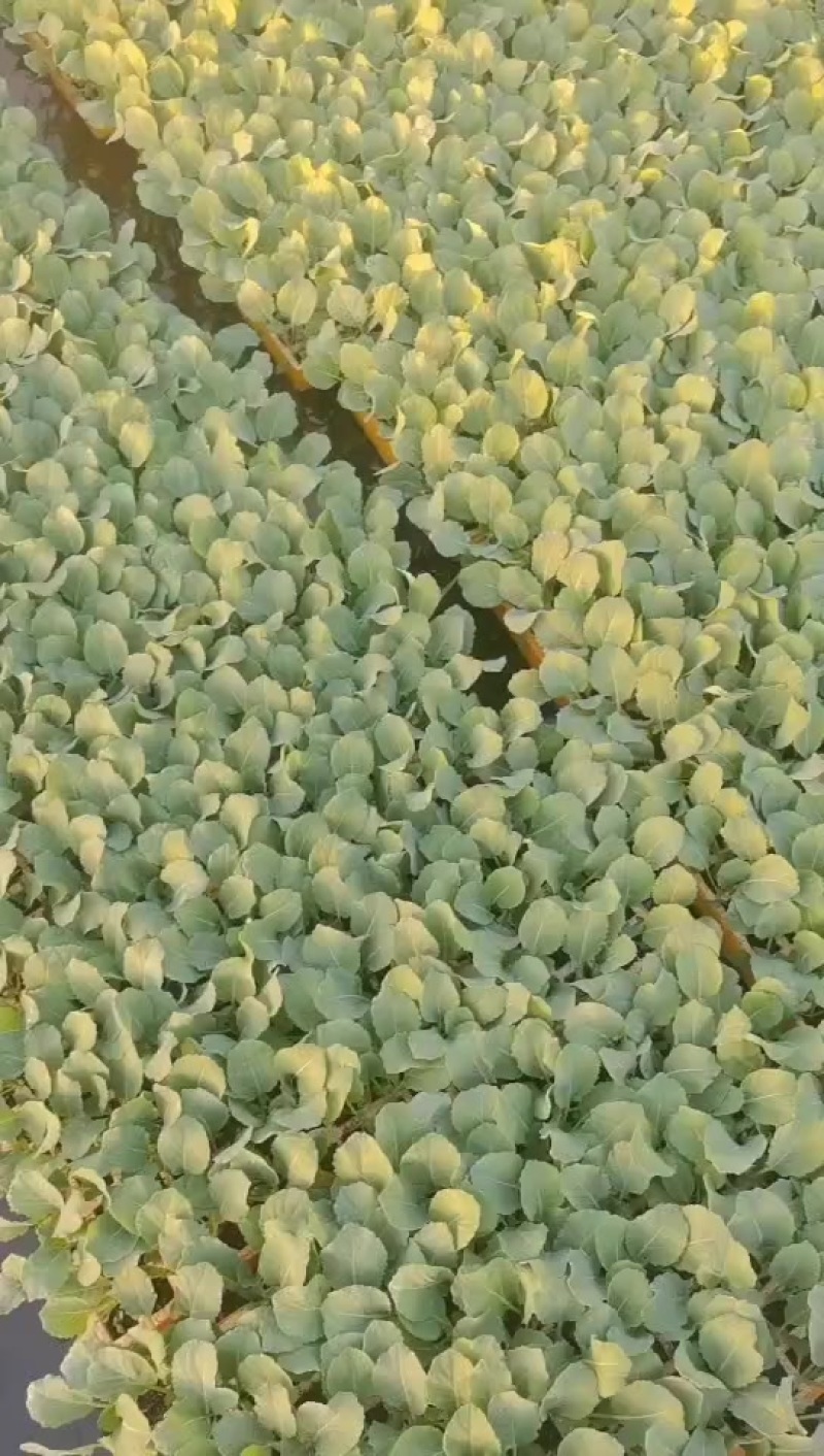平包甘蓝现苗