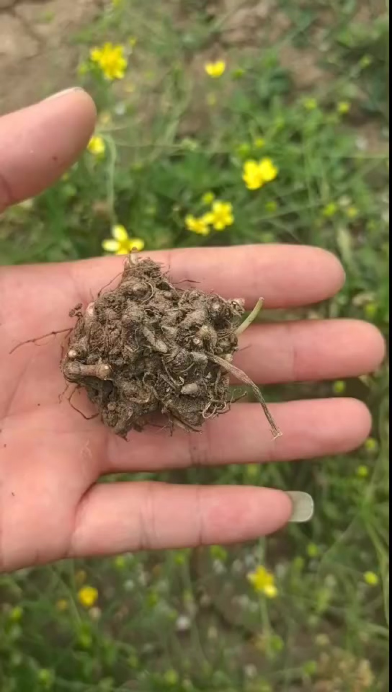 猫爪草