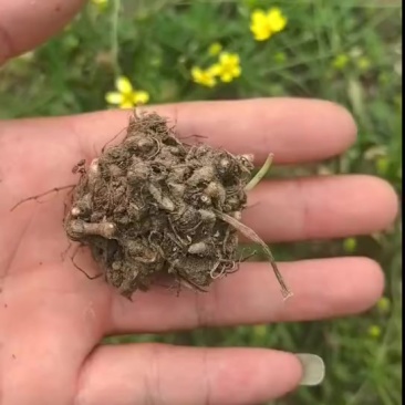 猫爪草