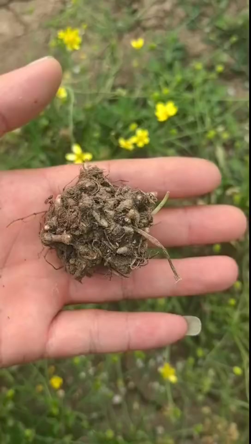 猫爪草