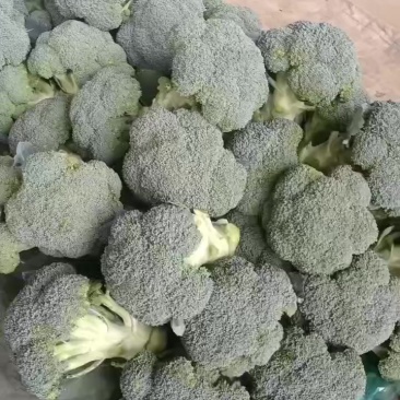 精品西兰花