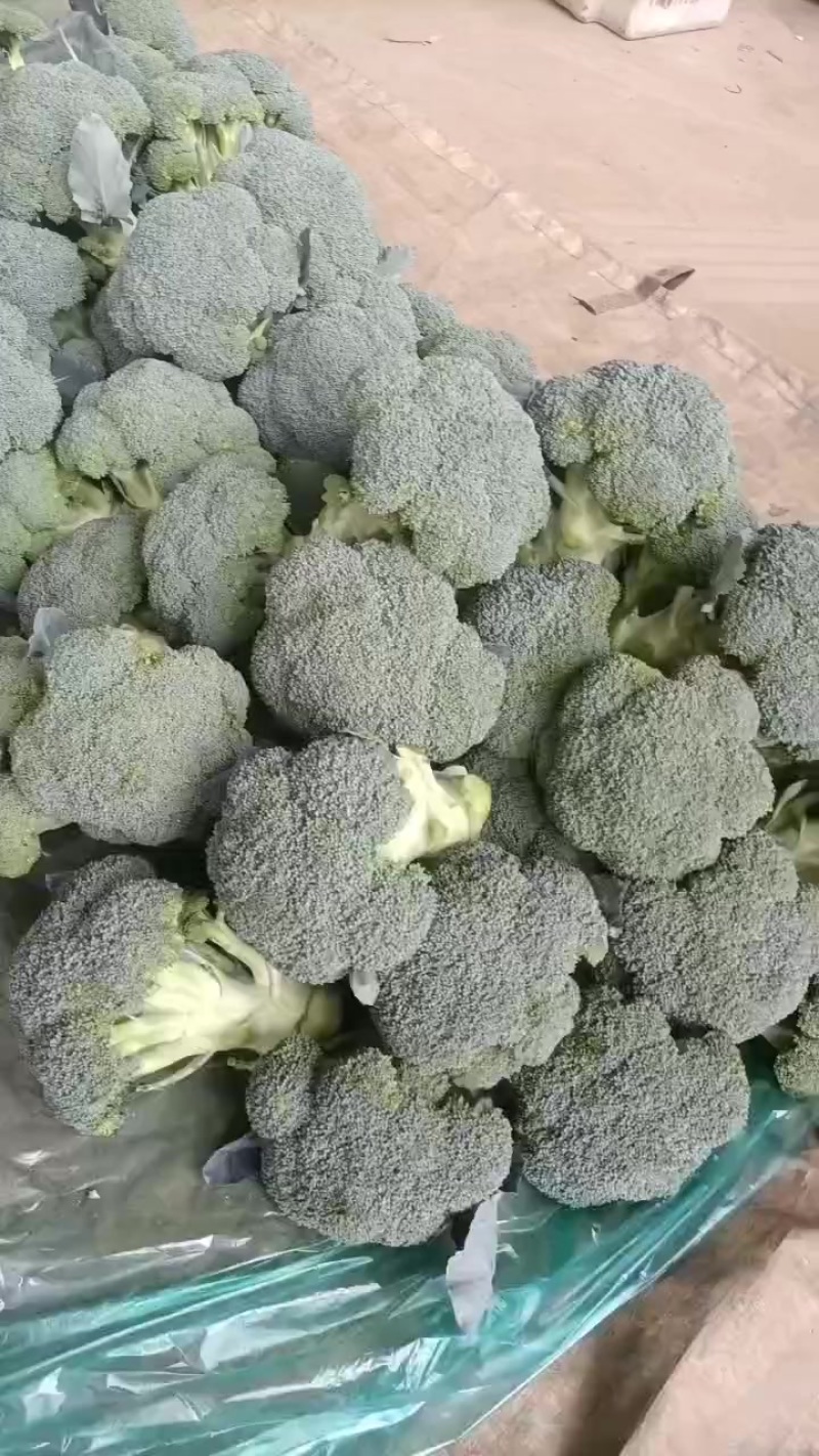 精品西兰花