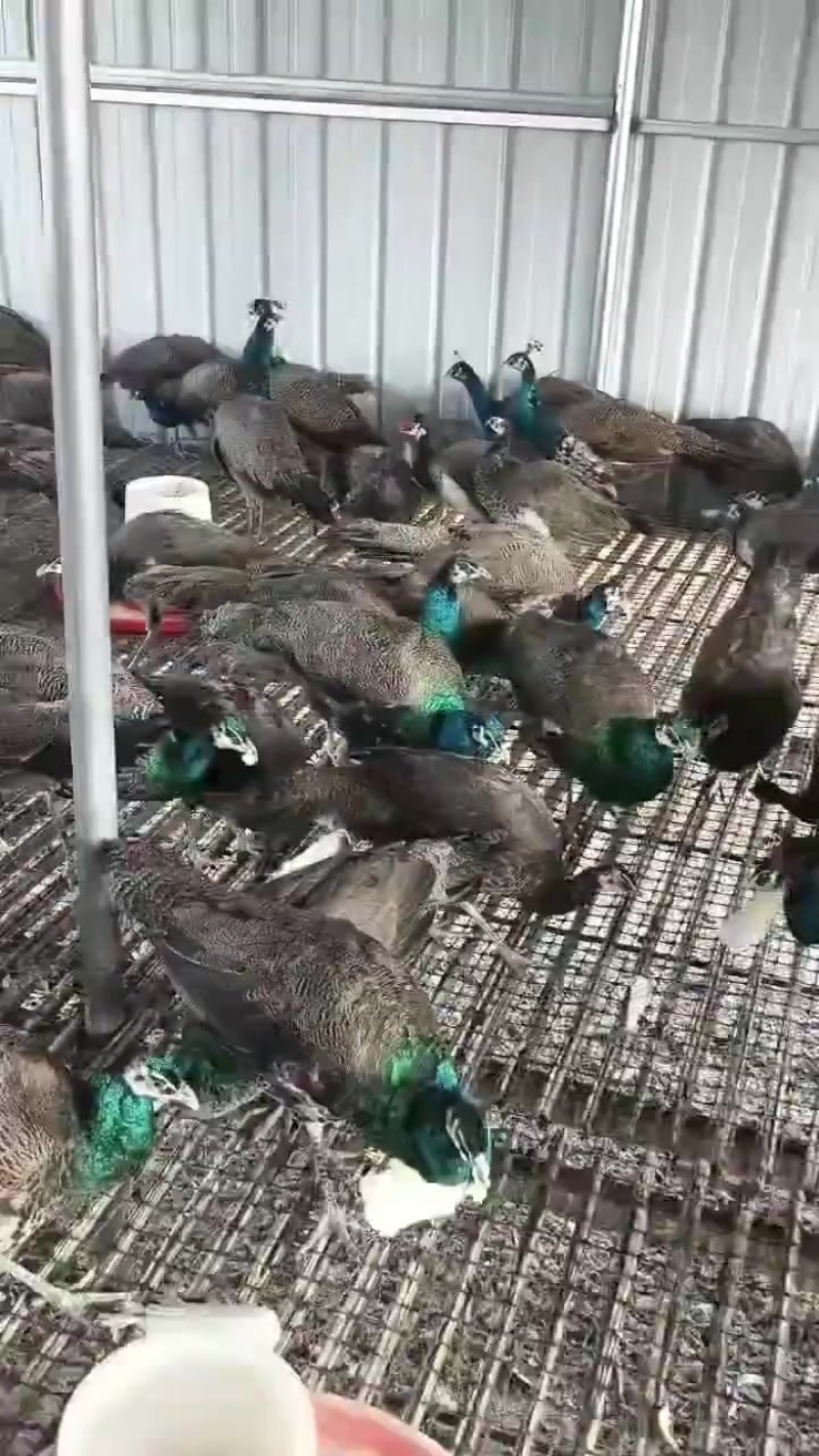 非洲鸵鸟，鸵鸟苗，场地直销批发价格，包运输包路损