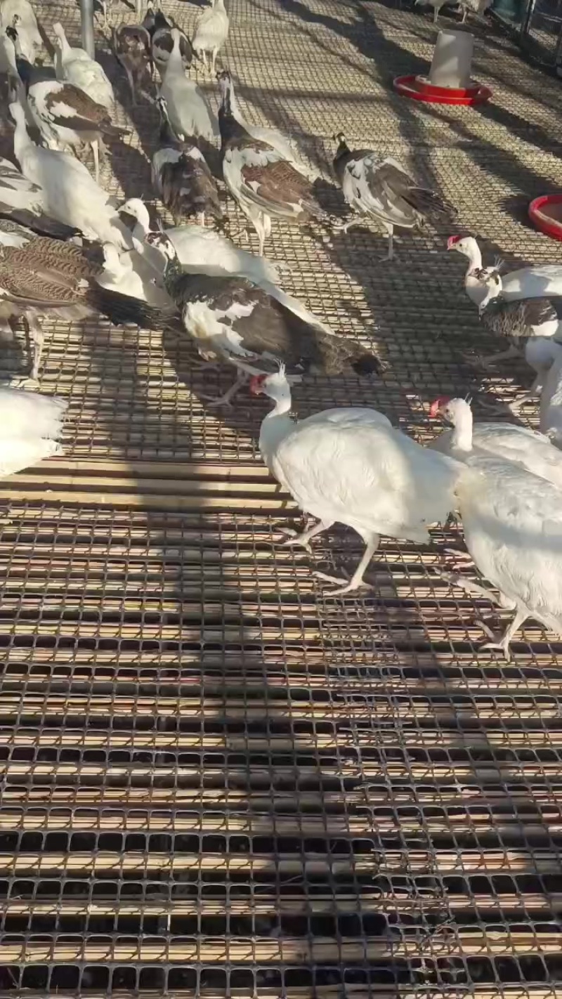 非洲鸵鸟，鸵鸟苗，场地直销批发价格，包运输包路损
