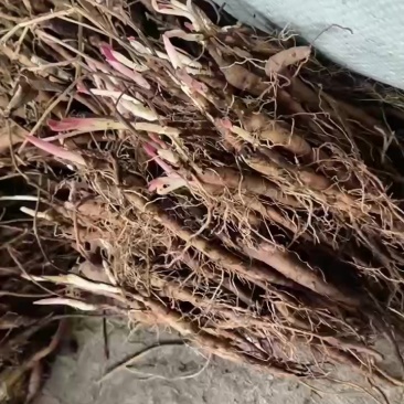 二年赤芍苗