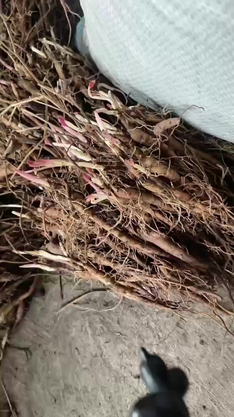 二年赤芍苗