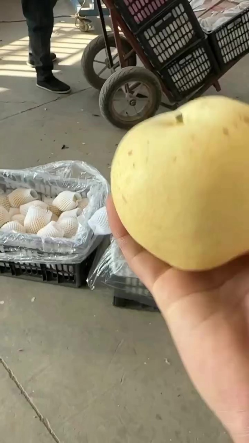 皇冠梨产地二级果