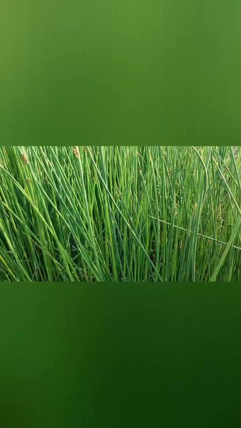 水葱大量有货