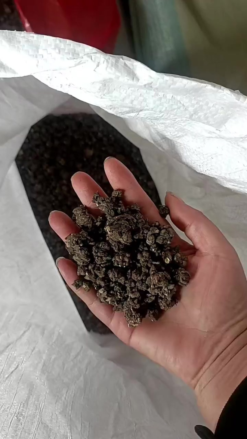 猫爪草