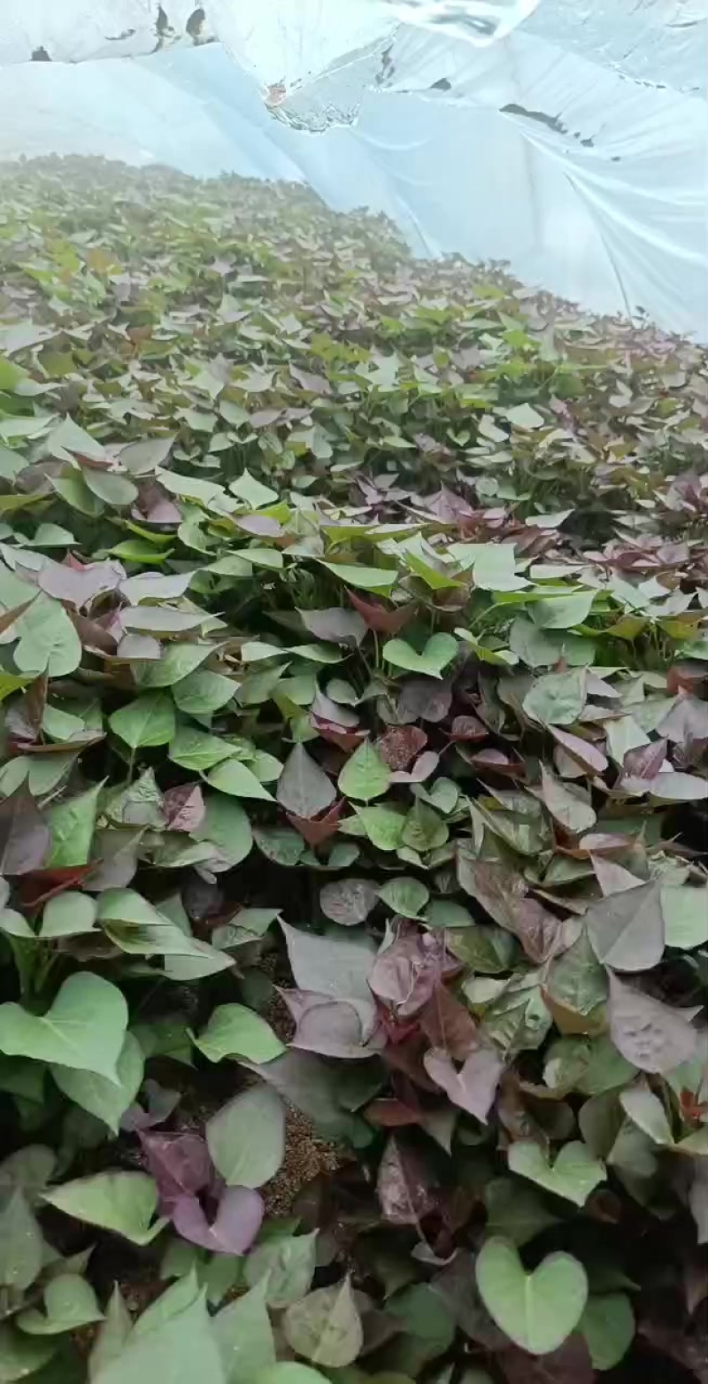 西瓜红红薯苗