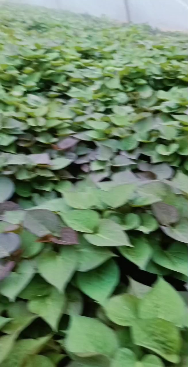 西瓜红红薯苗