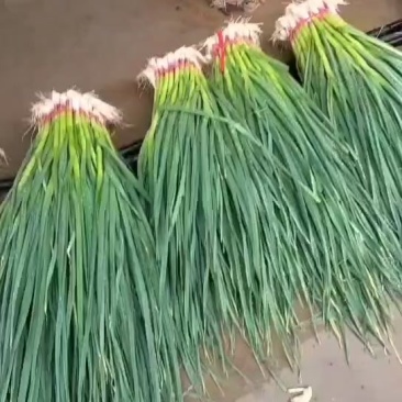 甘肃精品一点红蒜苗上市需要的留言。